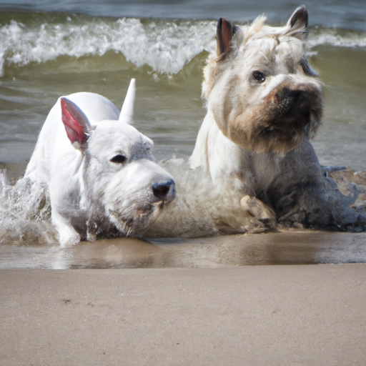 Hunde Føntørre: Den Bedste Løsning til Din Hundefrisør